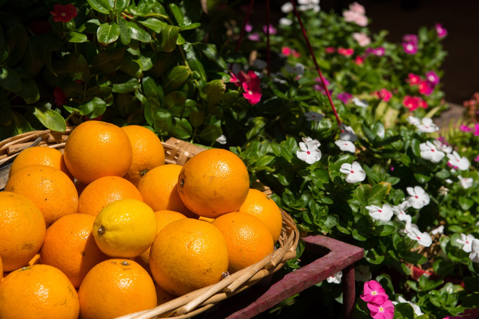 99279997 Freshly picked oranges in a basket in a garden